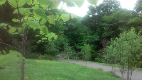 Upper front lawn looking down towards the road