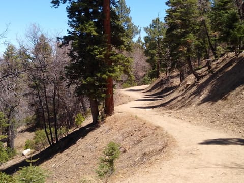 Town Trail facing East
Gorgeous views of the lake and Forests.