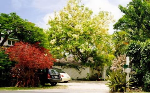 White Shower Tree in Bloom usually in June.