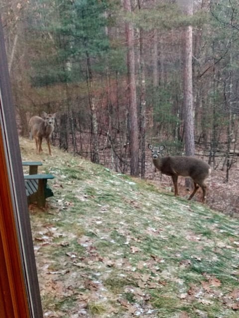 Doe a Deer!  Tons of them!  They come right up to the window! 