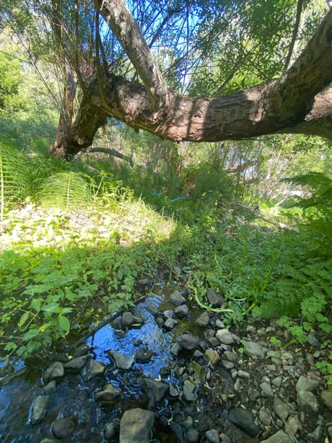 Creek and willow forest.