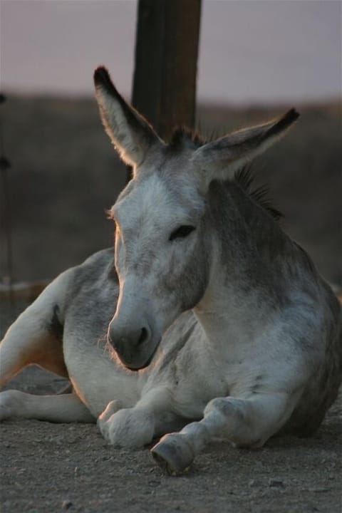 billy, one of our juvinel deliquents....i mean burros