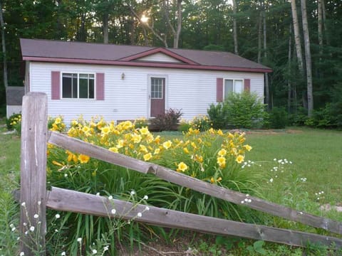 The lilies pop out every summer in time for the Fourth of July