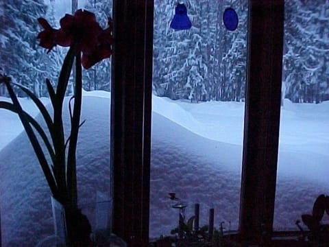 Snowbound in winter~hey perfect ! Ya wanna go cross country skiing? No problem!