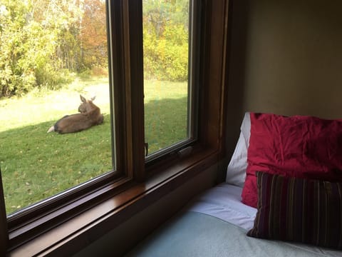 Moose likes to rest by our windows