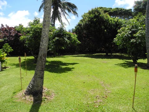 The very private back yard full of fruit trees and avocados
