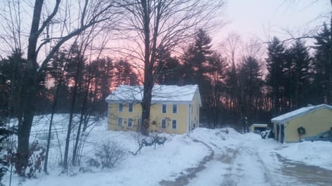 The Daffodil in winter