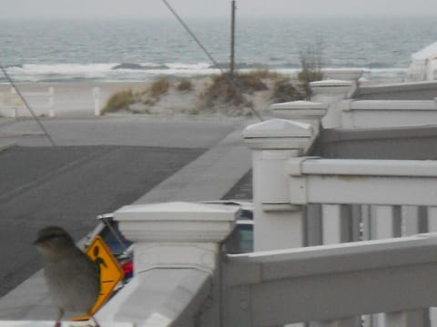 A small feathered friend visiting our balcony