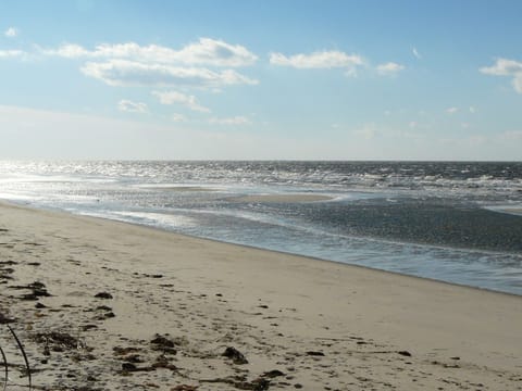 PET FRIENDLY BEACH
