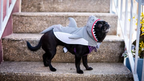 Shark attack at Mikayla's Cove