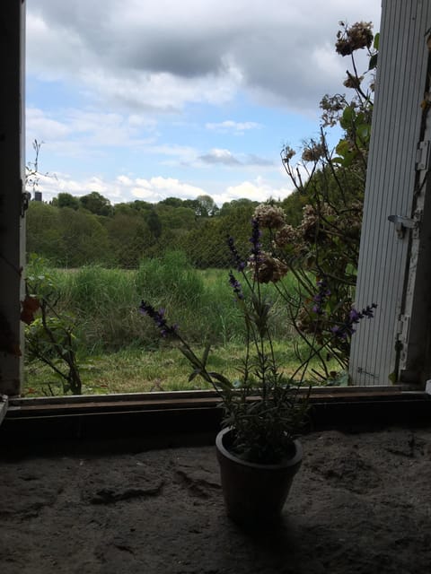 Kitchen window view