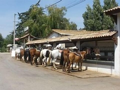 Local horse riding stable