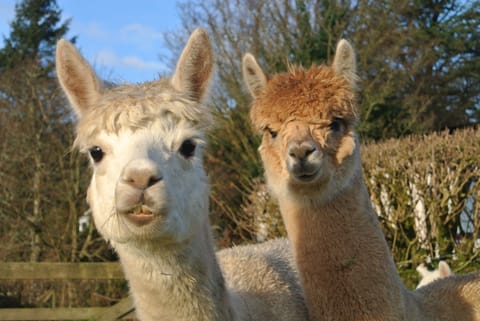 Meet Ziggy and Zahara two of our Alpacas who live next door to Robin cottage