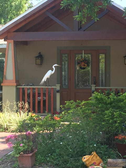 A Great White Heron in search of geckos!