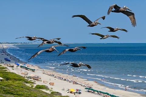 Balcony beach view with pelicans
