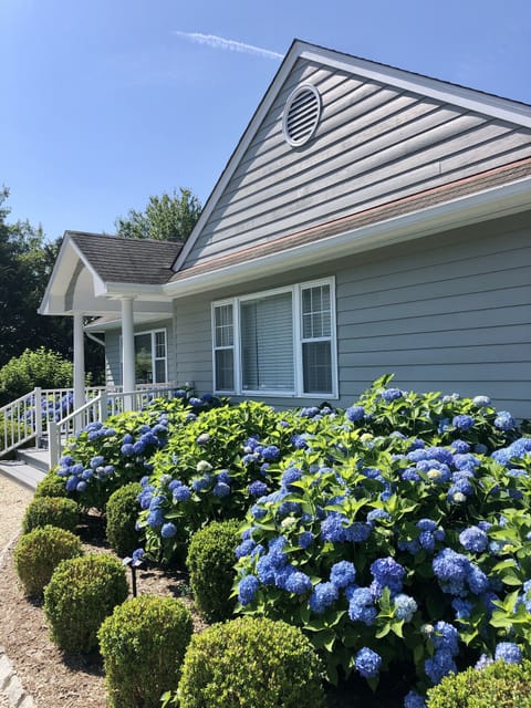 Front walk and hydrangeas