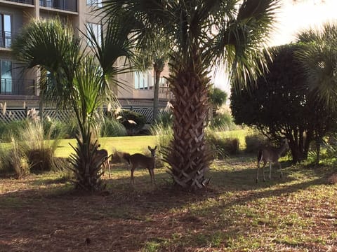 Deer in our backyard.