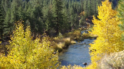 Cottonwoods and Aspens lend fall color