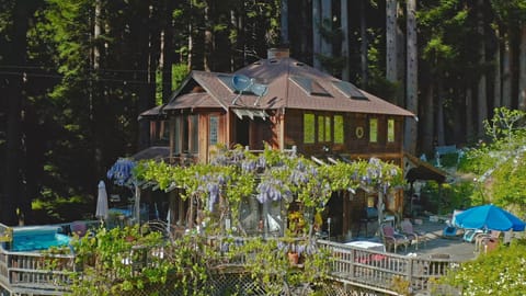 Sunny location in the majestic redwood trees