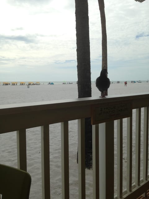 Palm Pavillion, Clearwater Beach