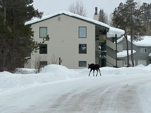Moose in front of our SPRUCES building