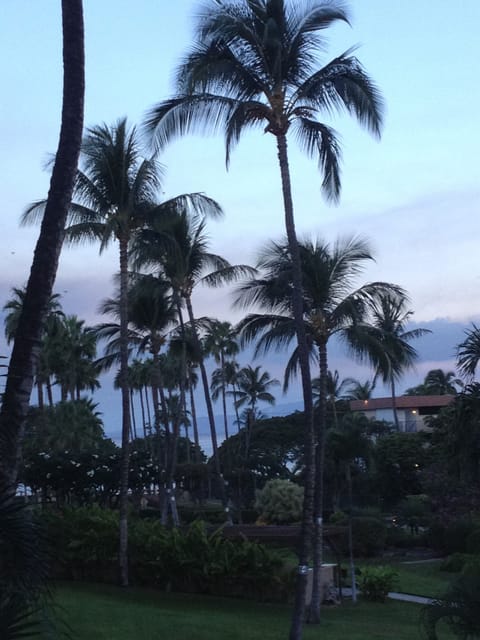 Peek-a-boo Ocean View