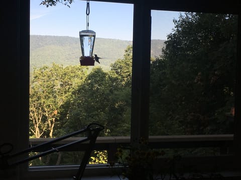 Hummingbirds visit throughout the day in the summer