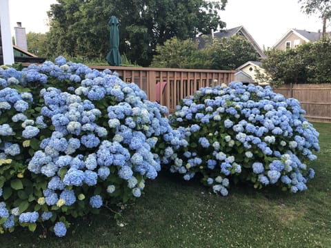 Hydrangeas off back deck