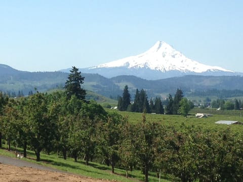 Mt. Hood from our house.