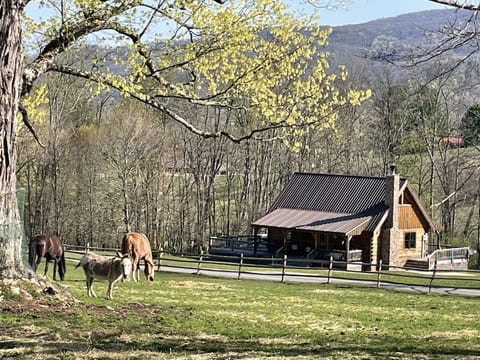 Morning Glory cabin across from Horse farm!