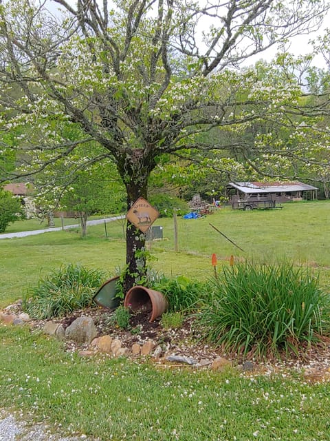 Lots of blooming flowers and trees on Maggie's Farm. 
