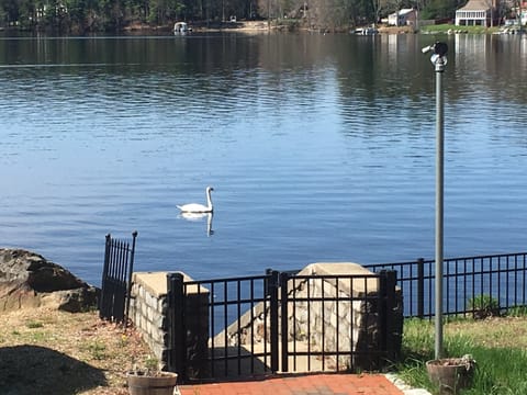 Beautiful swans enjoy the lake too! 