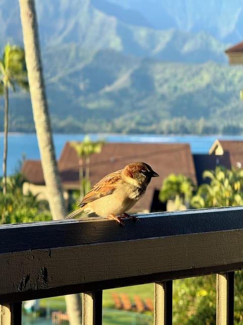 Occasional visitor from nature's friend..