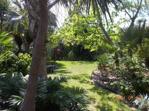Tropical garden @ Jibberville