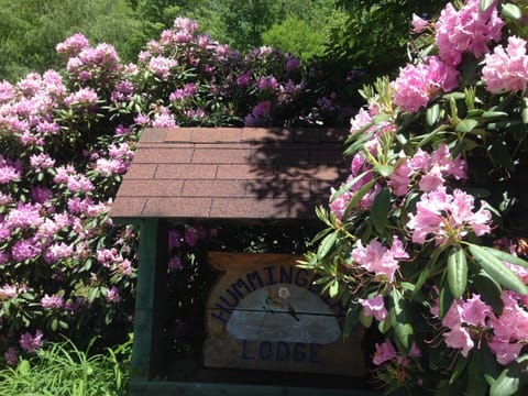 rhododendron in full bloom