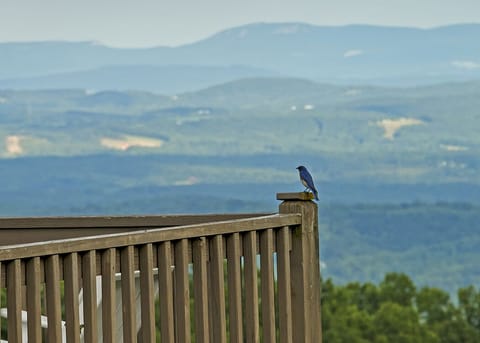 Our favorite blue bird enjoying the view on the end of the deck.