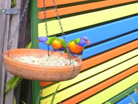 our birds match the decor!