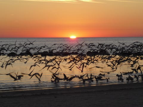 Sunset at Crystal River Beach