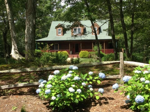 Cape Cod Signature flower – Blue Hydrangea are found right in front of the house