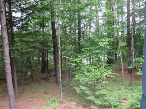 The view from the deck of the cabin through the trees to Squam Lake