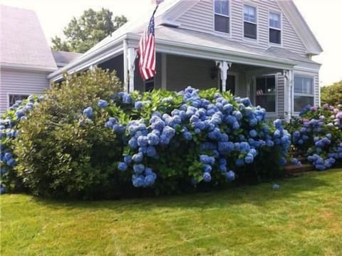 Beautiful hydrangeas in full bloom in front of house with large porch. 