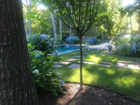 Hydrangea Heaven
Golden hour