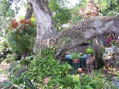 Back yard -- the grand oak!