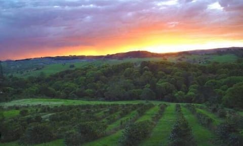 Sunset over the coffee plantation
