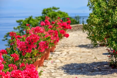 bougainvilleas
