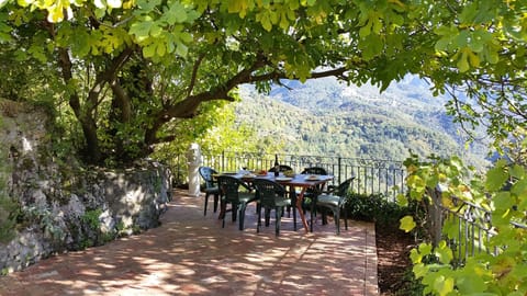 Under the dappled shade of the fig tree