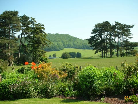 View from the garden