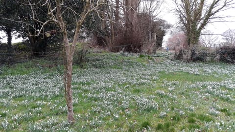 snowdrops in the garden in February 