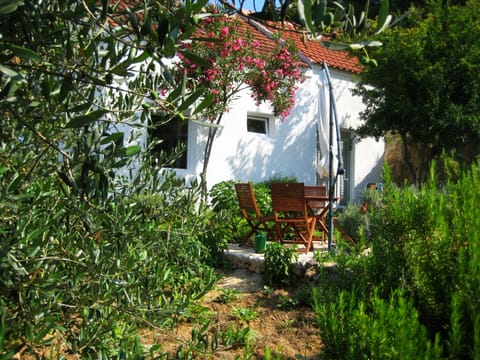 olive trees surround the house