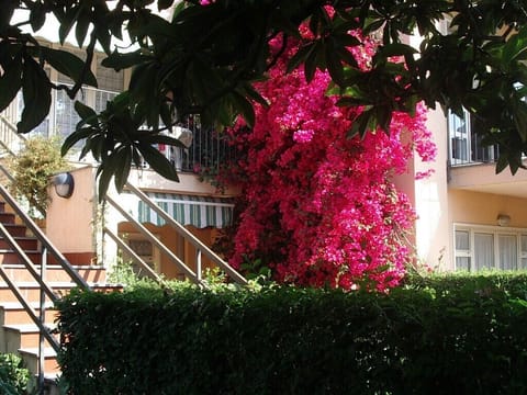 Bougainvillea